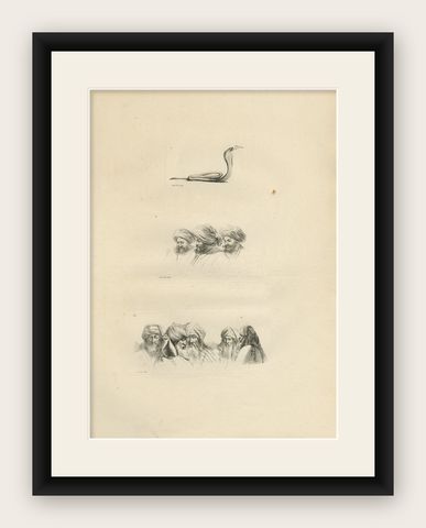 Comparative Head Studies and Cobra, Egypt, Antique Engraving, c.1802, shown framed