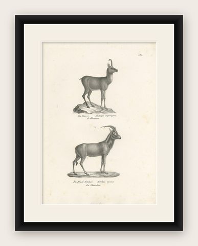 Antique Print of Antelopes by Schinz 'c.1830', shown framed