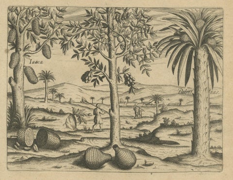 Tropical Abundance: The Jackfruit and Palm Trees in De Bry's 1601 Engraving, close-up 1