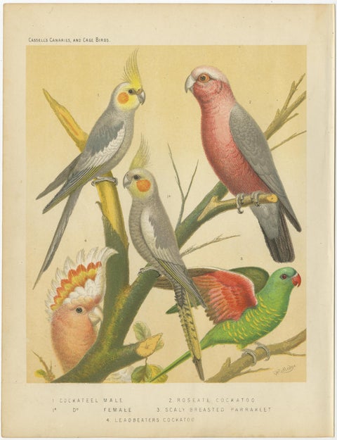Antique Bird Print of the Cockateel Male, Roseatte Cockatoo and Others, view 2