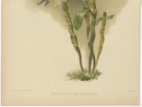 Large Antique Botanical Print, Orchid Dendrobium Melanodiscus, c.1888, close-up 2