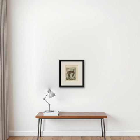 Antique Animal Print of a Baboon, ca.1800, shown framed on a wall