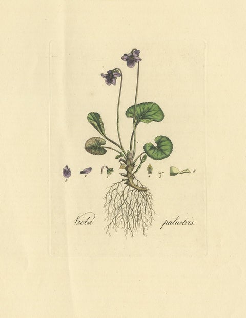 Antique Botany Print of Viola Palustris by Curtis, circa 1817, view 2