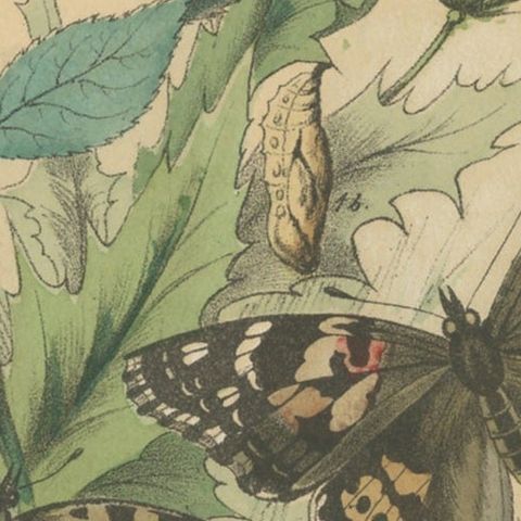 Antique Print of German Butterflies, circa 1890, close-up 2