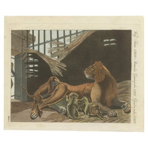 Original Antique Print of a Lioness and Her Cubs by Bertuch, 1810, view 2