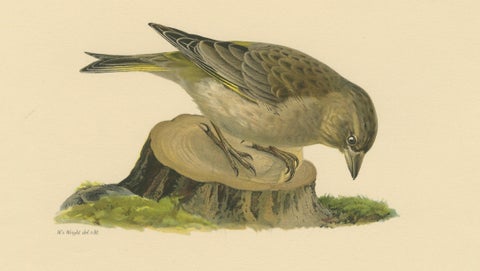European Greenfinch Pair, Swedish Bird Lithograph, Male & Female, 1929, close-up 3