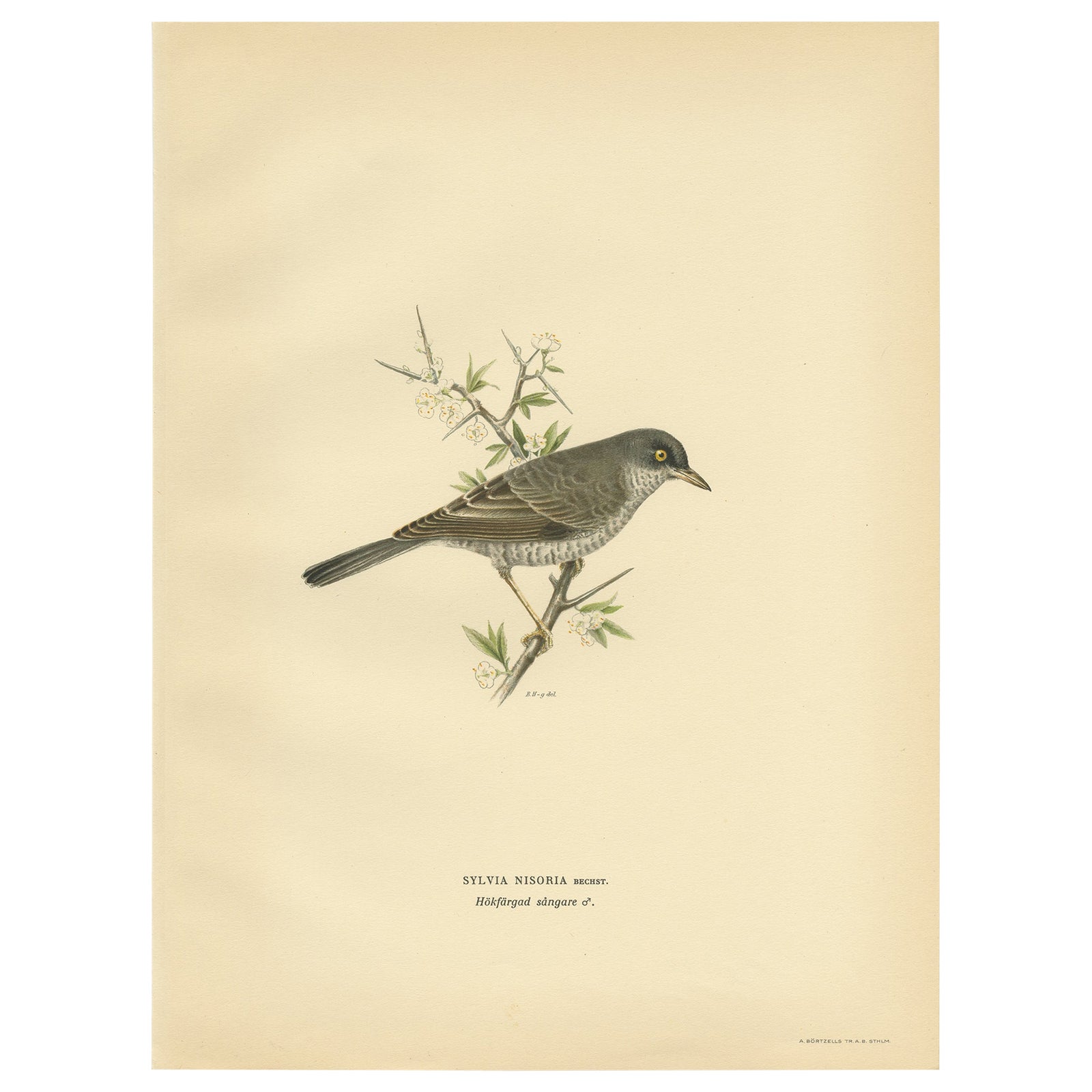 Old Bird Print Named the Barred Warbler, 1927