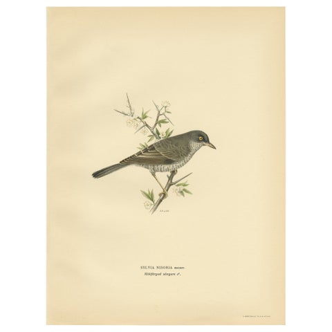Old Bird Print Named the Barred Warbler, 1927