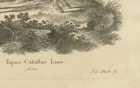 Antique Engraving of a Horse (Equus Caballus Linn.), drawn by Borifow, ca.1800, close-up 2