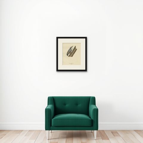 Attractive Antique Bird Print of the Eurasian Nuthatch, 1927, shown framed on a wall