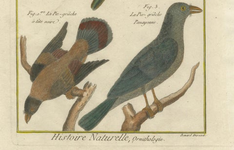 Hand-Colored Engraving of Shrike Species from the Caribbean and Southeast Asia, close-up 1