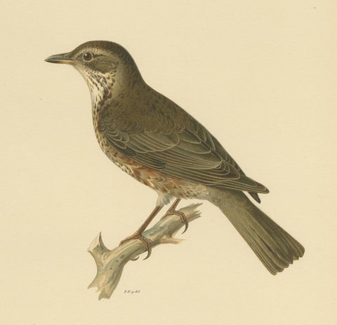 Antique Bird Print of a Hybrid Fieldfare and Song Thrush by Von Wright, 1927, view 4