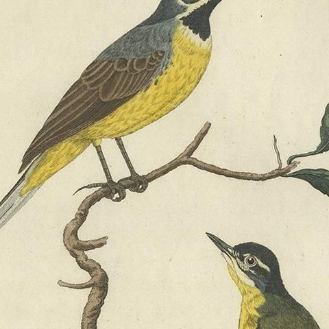 Antique Bird Print of the Yellow Wagtail by Sepp & Nozeman, 1829, close-up 1