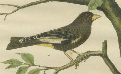 Exotic Birds of the World: A 1765-1780 Study by Martinet and Buffon, close-up 4