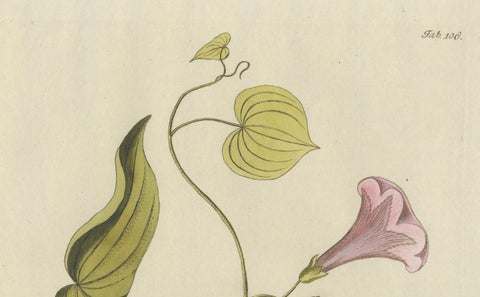 Convolvulus Batatas Botanical Engraving - Icones Plantarum Medicinalium, 1788, close-up 3