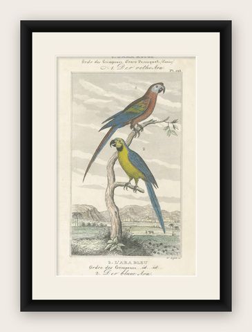 Small Hand-Colored Print L'Ara Rouge et Bleu Parrot from Buffon’s Histoire, 1770, shown framed