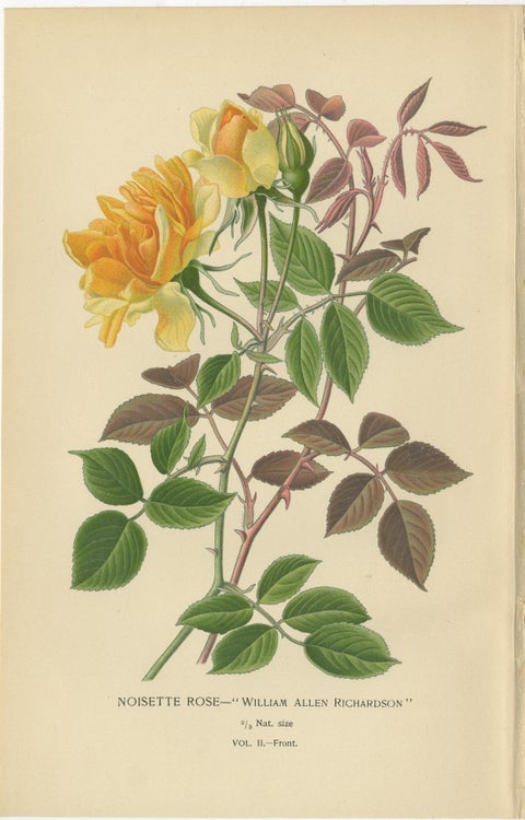 Antique Botanical Prints Collection: Roses and Greenhouse Favorites (1897), view 2
