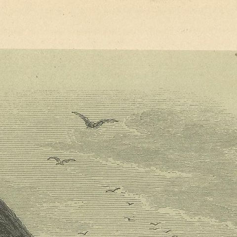 Antique Bird Print of the King Vulture, '1853', close-up 1