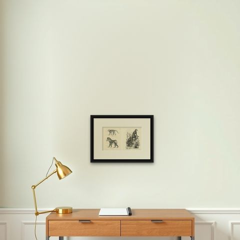 Macaque, Mandrill & Dikbuik Monkeys, Lithographs by C.C. Last, 1836, shown framed on a wall