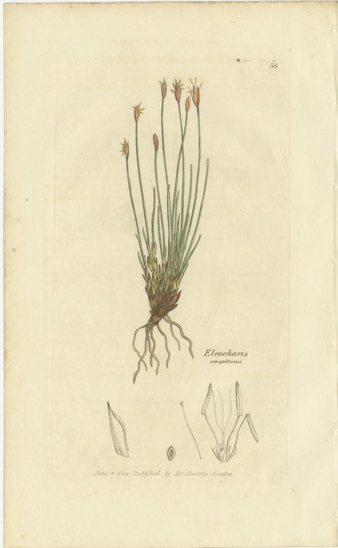 Set of 8 Antique Botanical Engravings of Spike-Rush and Bulrush Species, c.1830, view 3