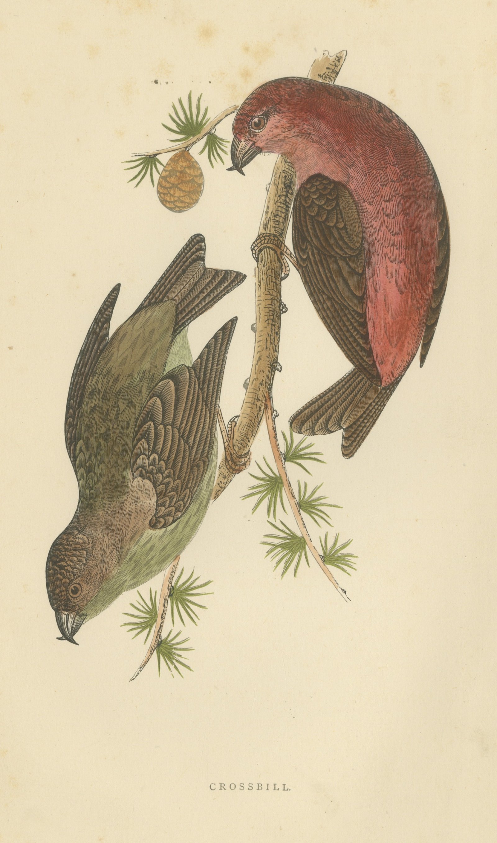 Crossbill Pair on a Larch Branch, Hand Colored Bird Print, Morris, 1896