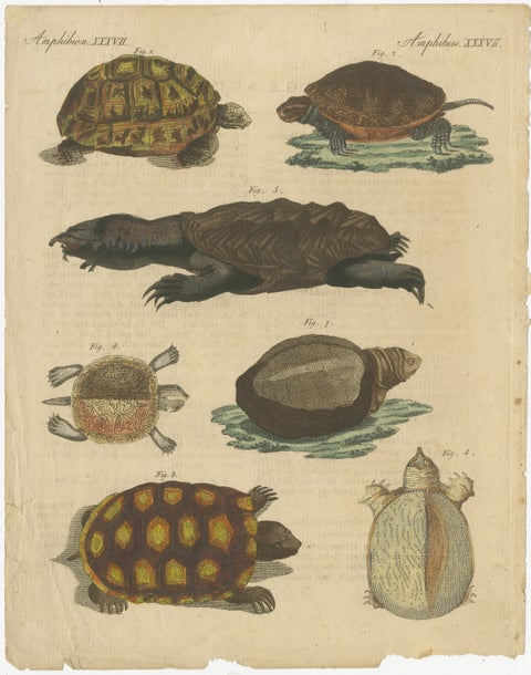 Antique Handcolored Engraving of Turtles and Tortoises, c.1800, view 2