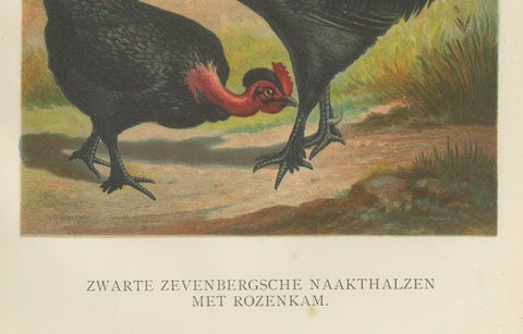 Black Zevenbergen Naked Neck Chickens - A Striking 19th-Century Poultry Print, close-up 2