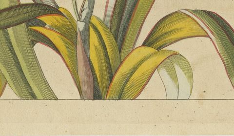 New Zealand Flax with Flower Details, Antique Bertuch Print, circa 1815, close-up 2