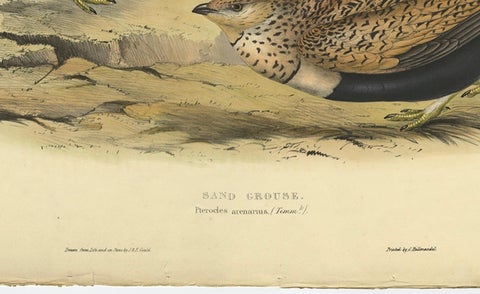 Antique Hand-Colored Bird Print of the Sand Grouse by Gould, 1832, close-up 1