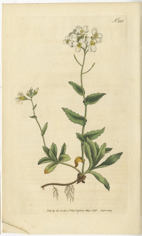 Set of 2 Antique Botany Prints, Alpine Wall-Cress, Atamasco Lily, view 2