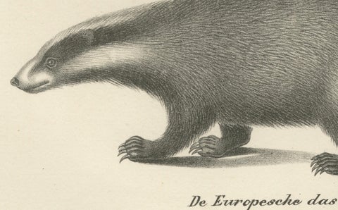Rare 19th-Century Lithograph of Kinkajou, Coati, and European Badger, close-up 1