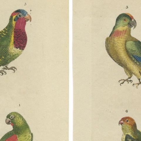 Set of 2 Hand Colored Antique Bird Prints of Parakeet Species, c.1785, close-up 1