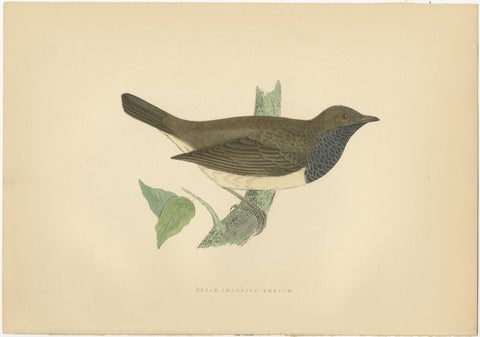 Set of 5 Antique Bird Prints Crow, Redwing, Thrush, Fieldfare 'circa 1860', view 5