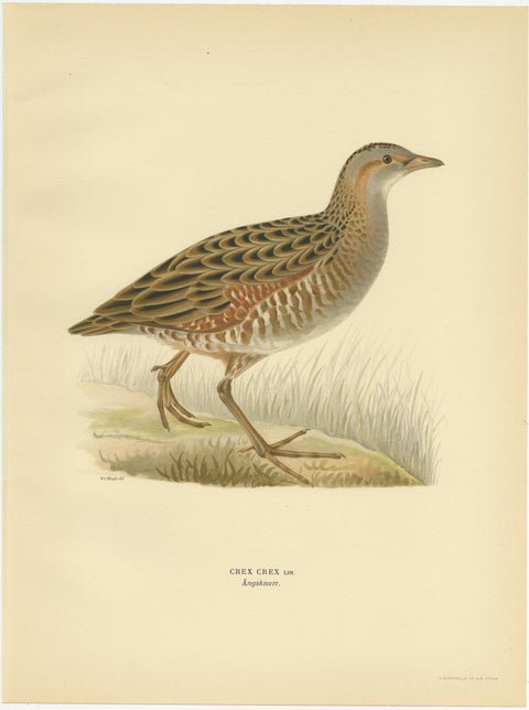 Antique Bird Print of the Corncrake by Von Wright '1929', view 2