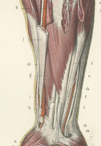 Deep Nerves of the Arm and Forearm, Antique Hirschfeld Anatomy Print, 1866, view 6