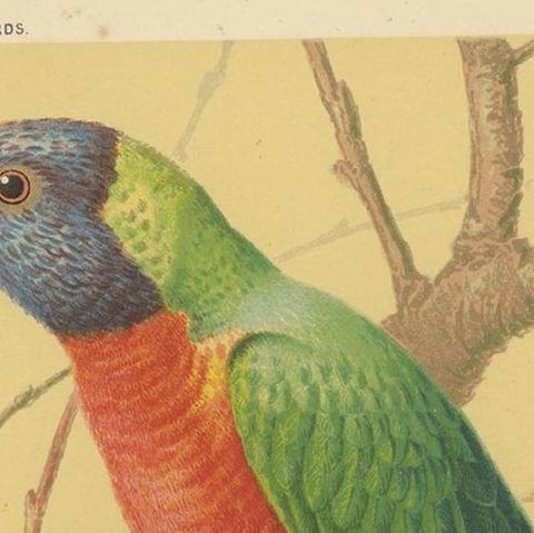 Antique Bird Print of Blue-Streaked Lory and Blue Mountain Lory, ca 1880, close-up 1