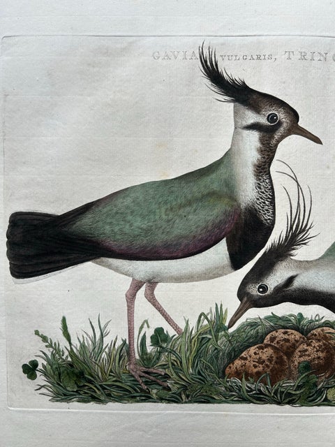 Northern Lapwing, Gavia vulgaris, Tringa vanellus, Nozeman & Sepp, 1770–1829, view 5
