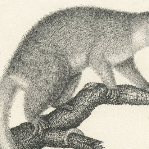 Antique Print Showing the Phalanger and the Striped Kangaroo in Australia, 1825, close-up 1