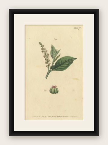 Antique Botanical Engraving of Pokeweed (Phytolacca) - 1803 Floral Print, shown framed