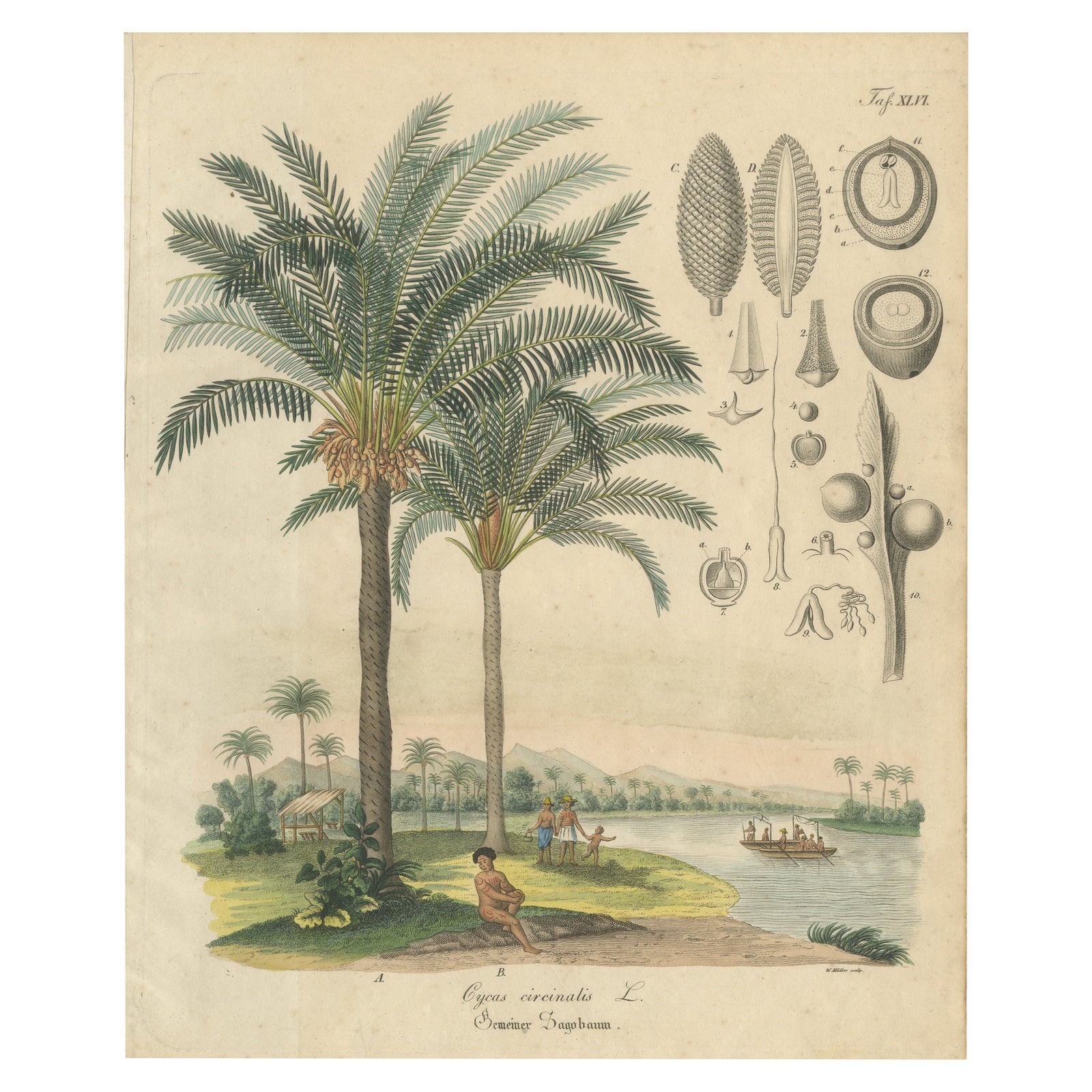 Antique Cycad Botanical Print, Copper Engraving, c.1831, Hand Colored
