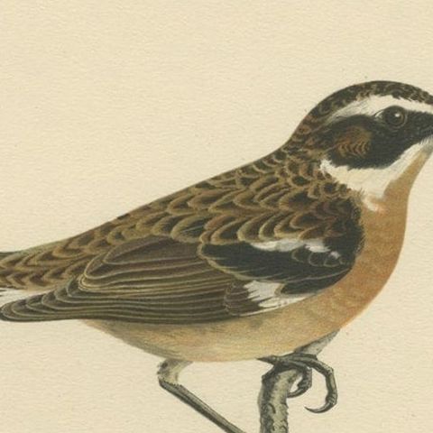 Antique Bird Print of the Male and Female Whinchat, 1927, close-up 1