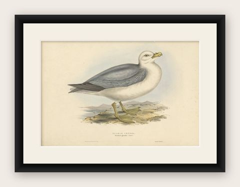 Fulmar Petrel, Antique Seabird Lithograph by John Gould, c.1832, shown framed