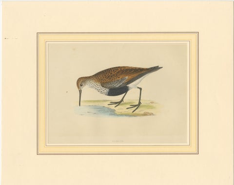Antique Bird Print of a Dunlin, view 2