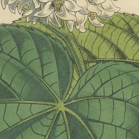 Antique Botany Print of the Dombeya Flowering Plant by Lemaire, 'circa 1851', close-up 1