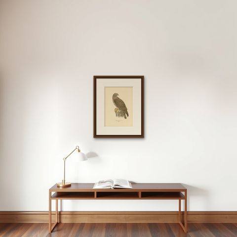 Antique Bird Print of the Honey Buzzard, 1929, shown framed on a wall