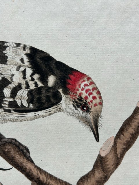 Lesser Spotted Woodpecker, Picus Varius Minor, c.1809, view 7