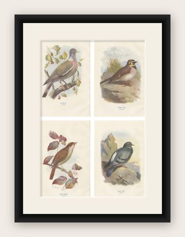 Set of 4 Antique Bird Prints Ringdove, Shore Lark, Nightingale, Rock Dove, shown framed