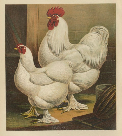 The Elegant White Cochinchina - A Rare 19th Century Poultry Lithograph, close-up 4