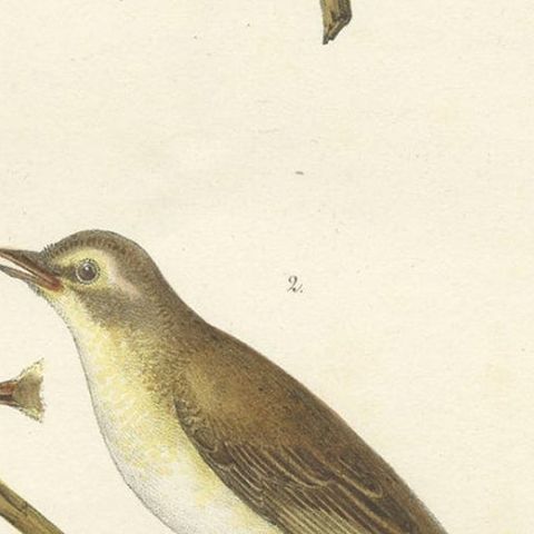 Stunning Handcolored Old Bird Print of the Willow Wren & Icterine Warbler, 1832, close-up 4
