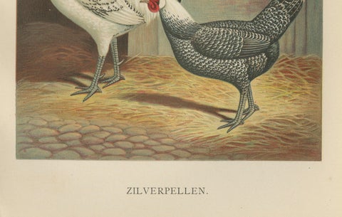 The Elegant Silver Penciled Chicken - A Rare 19th Century Poultry Lithograph, close-up 1